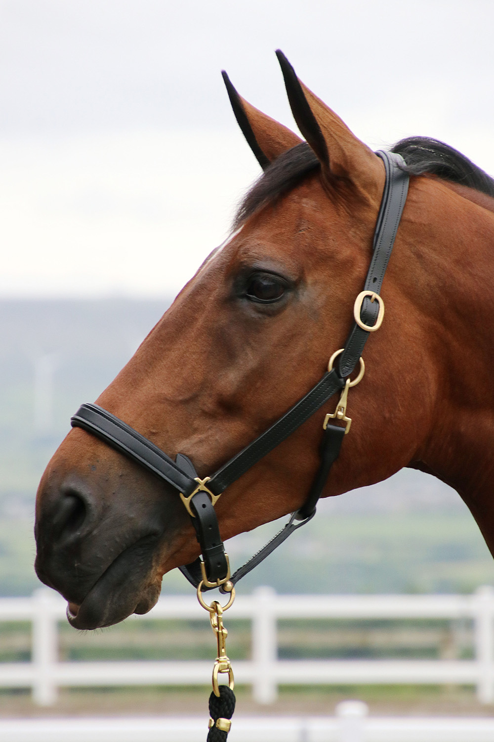 Headcollar nameplate outlet